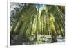 Big Trees at Crane Flats Yosemite-Vincent James-Framed Photographic Print