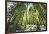 Big Trees at Crane Flats Yosemite-Vincent James-Framed Photographic Print