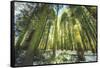 Big Trees at Crane Flats Yosemite-Vincent James-Framed Stretched Canvas