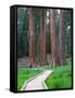 Big Trees Trail with Giant Sequoia Trees, Round Meadow, Sequoia National Park, California, USA-Jamie & Judy Wild-Framed Stretched Canvas