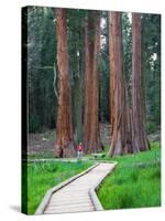 Big Trees Trail with Giant Sequoia Trees, Round Meadow, Sequoia National Park, California, USA-Jamie & Judy Wild-Stretched Canvas