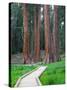 Big Trees Trail with Giant Sequoia Trees, Round Meadow, Sequoia National Park, California, USA-Jamie & Judy Wild-Stretched Canvas