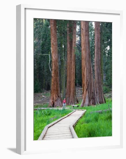 Big Trees Trail with Giant Sequoia Trees, Round Meadow, Sequoia National Park, California, USA-Jamie & Judy Wild-Framed Photographic Print