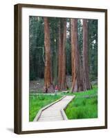 Big Trees Trail with Giant Sequoia Trees, Round Meadow, Sequoia National Park, California, USA-Jamie & Judy Wild-Framed Photographic Print