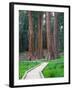 Big Trees Trail with Giant Sequoia Trees, Round Meadow, Sequoia National Park, California, USA-Jamie & Judy Wild-Framed Photographic Print