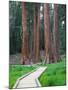 Big Trees Trail with Giant Sequoia Trees, Round Meadow, Sequoia National Park, California, USA-Jamie & Judy Wild-Mounted Photographic Print