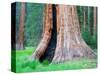 Big Trees Trail with Giant Sequoia Trees, Round Meadow, Sequoia National Park, California, USA-Jamie & Judy Wild-Stretched Canvas