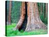 Big Trees Trail with Giant Sequoia Trees, Round Meadow, Sequoia National Park, California, USA-Jamie & Judy Wild-Stretched Canvas