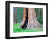 Big Trees Trail with Giant Sequoia Trees, Round Meadow, Sequoia National Park, California, USA-Jamie & Judy Wild-Framed Photographic Print