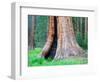 Big Trees Trail with Giant Sequoia Trees, Round Meadow, Sequoia National Park, California, USA-Jamie & Judy Wild-Framed Photographic Print