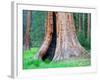 Big Trees Trail with Giant Sequoia Trees, Round Meadow, Sequoia National Park, California, USA-Jamie & Judy Wild-Framed Photographic Print