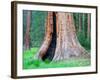 Big Trees Trail with Giant Sequoia Trees, Round Meadow, Sequoia National Park, California, USA-Jamie & Judy Wild-Framed Photographic Print