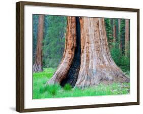 Big Trees Trail with Giant Sequoia Trees, Round Meadow, Sequoia National Park, California, USA-Jamie & Judy Wild-Framed Photographic Print