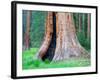 Big Trees Trail with Giant Sequoia Trees, Round Meadow, Sequoia National Park, California, USA-Jamie & Judy Wild-Framed Photographic Print