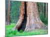 Big Trees Trail with Giant Sequoia Trees, Round Meadow, Sequoia National Park, California, USA-Jamie & Judy Wild-Mounted Photographic Print