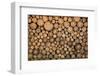 Big Wall of Stacked Wood Logs Showing Natural Discoloration-badboo-Framed Photographic Print