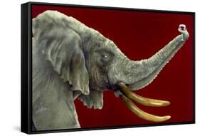 Big Wine-Will Bullas-Framed Stretched Canvas