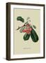 Bigarreau Cherry-William Hooker-Framed Art Print