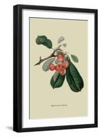 Bigarreau Cherry-William Hooker-Framed Art Print