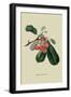 Bigarreau Cherry-William Hooker-Framed Art Print