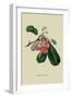 Bigarreau Cherry-William Hooker-Framed Art Print