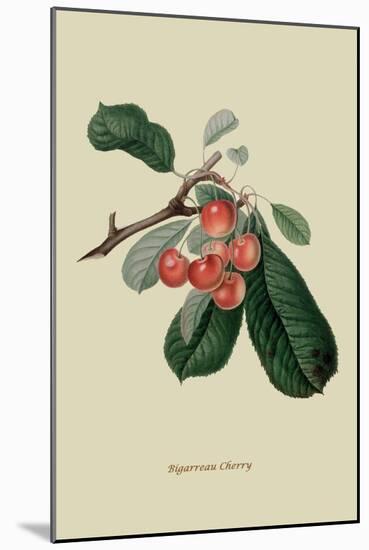 Bigarreau Cherry-William Hooker-Mounted Art Print