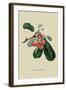 Bigarreau Cherry-William Hooker-Framed Art Print