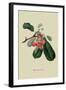 Bigarreau Cherry-William Hooker-Framed Art Print