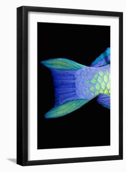 Bigeye Priacanthus Hamrur, Close-Up of Tail-Jeff Rotman-Framed Photographic Print