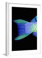 Bigeye Priacanthus Hamrur, Close-Up of Tail-Jeff Rotman-Framed Photographic Print