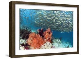 Bigeye Scad-Georgette Douwma-Framed Photographic Print