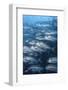 Bigeye Trevally (Caranx Sexfasciatus) En Masse.-Stephen Frink-Framed Photographic Print