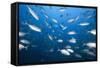 Bigeye Trevally (Caranx Sexfasciatus)-Reinhard Dirscherl-Framed Stretched Canvas