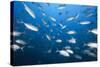 Bigeye Trevally (Caranx Sexfasciatus)-Reinhard Dirscherl-Stretched Canvas