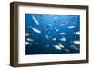 Bigeye Trevally (Caranx Sexfasciatus)-Reinhard Dirscherl-Framed Photographic Print