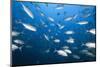 Bigeye Trevally (Caranx Sexfasciatus)-Reinhard Dirscherl-Mounted Photographic Print