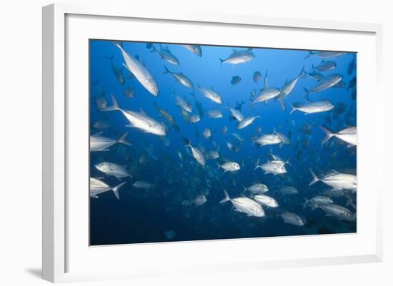 Bigeye Trevally (Caranx Sexfasciatus)-Reinhard Dirscherl-Framed Photographic Print