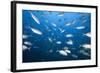 Bigeye Trevally (Caranx Sexfasciatus)-Reinhard Dirscherl-Framed Photographic Print