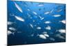 Bigeye Trevally (Caranx Sexfasciatus)-Reinhard Dirscherl-Mounted Photographic Print