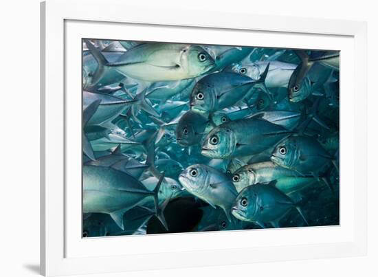 Bigeye trevally or jack shoal, Sipadan, Malaysia-Georgette Douwma-Framed Photographic Print