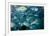 Bigeye trevally or jack shoal, Sipadan, Malaysia-Georgette Douwma-Framed Photographic Print