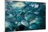 Bigeye trevally or jack shoal, Sipadan, Malaysia-Georgette Douwma-Mounted Photographic Print