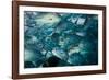 Bigeye trevally or jack shoal, Sipadan, Malaysia-Georgette Douwma-Framed Photographic Print