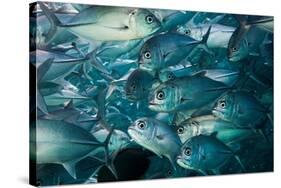 Bigeye trevally or jack shoal, Sipadan, Malaysia-Georgette Douwma-Stretched Canvas