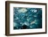 Bigeye trevally or jack shoal, Sipadan, Malaysia-Georgette Douwma-Framed Photographic Print