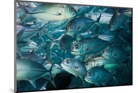 Bigeye trevally or jack shoal, Sipadan, Malaysia-Georgette Douwma-Mounted Photographic Print