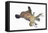 Bigfin Reef Squid (Sepioteuthis Lessoniana)-Reinhard Dirscherl-Framed Stretched Canvas