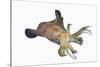 Bigfin Reef Squid (Sepioteuthis Lessoniana)-Reinhard Dirscherl-Stretched Canvas