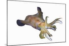 Bigfin Reef Squid (Sepioteuthis Lessoniana)-Reinhard Dirscherl-Mounted Photographic Print