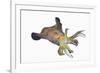 Bigfin Reef Squid (Sepioteuthis Lessoniana)-Reinhard Dirscherl-Framed Photographic Print